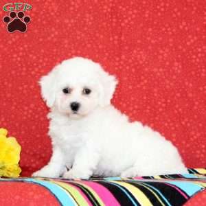 Catfish, Bichon Frise Puppy